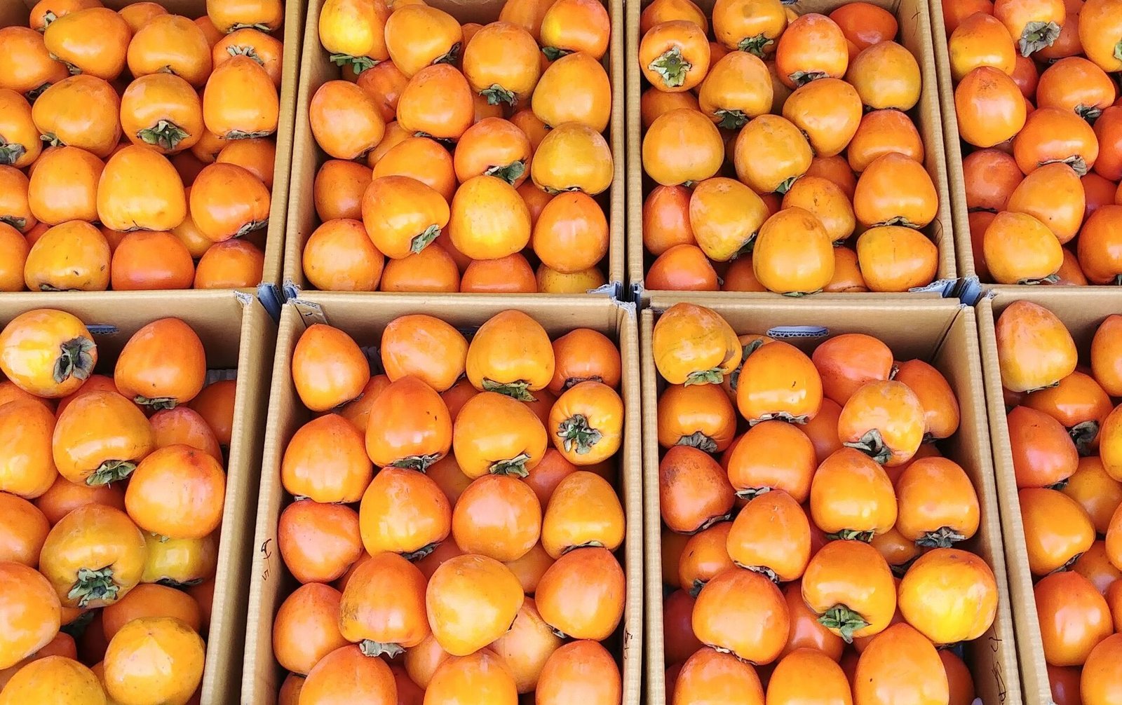  Persimmons export to Germany 