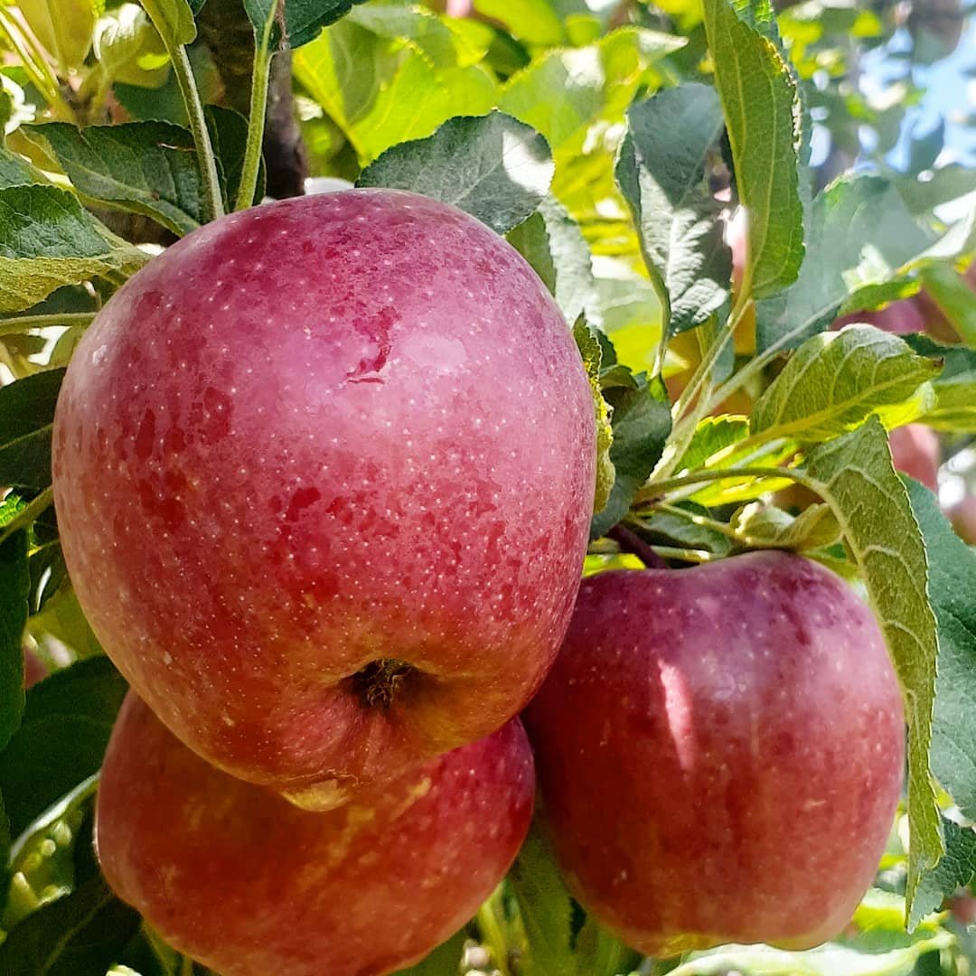  Apples export to Germany 