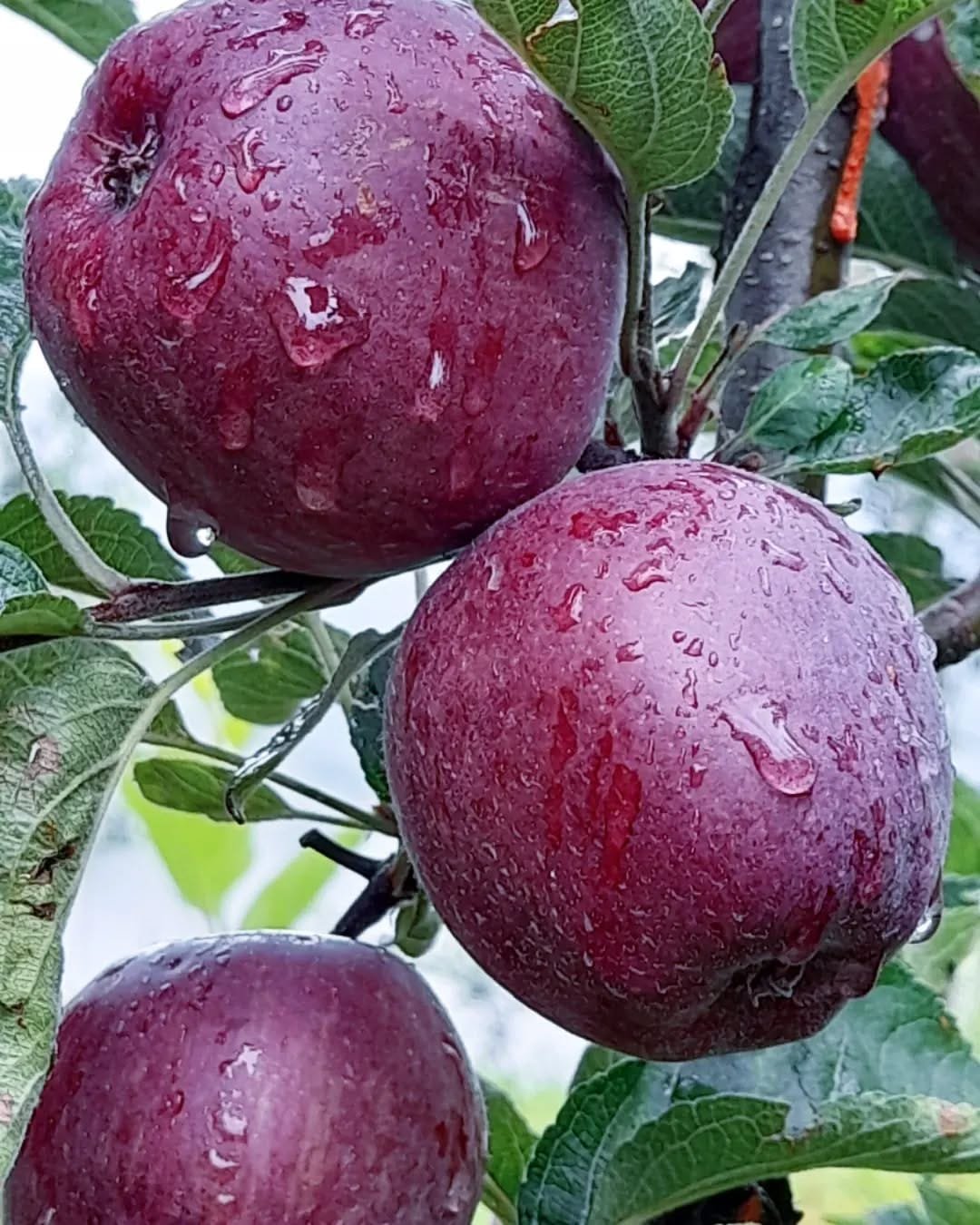  Apples export to Canada 